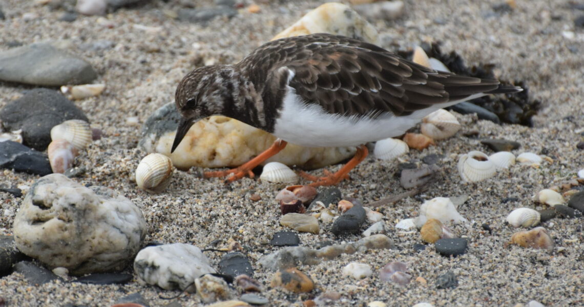 Sortie ornithologique : les Oiseaux du littoral