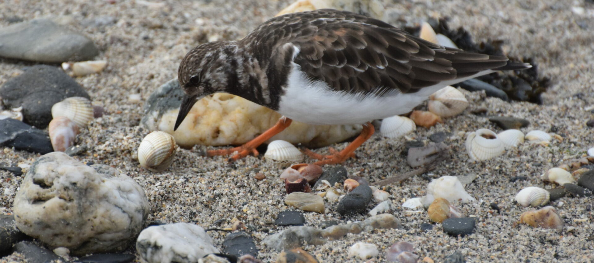 Sortie ornithologique : les Oiseaux du littoral