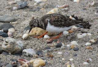 Sortie ornithologique : les Oiseaux du littoral