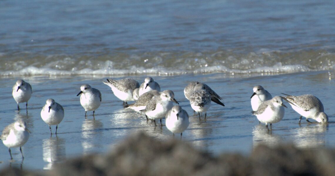 Escapade nature : oiseaux & Cie