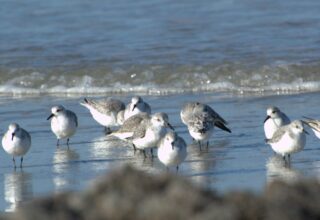 Escapade nature : oiseaux & Cie