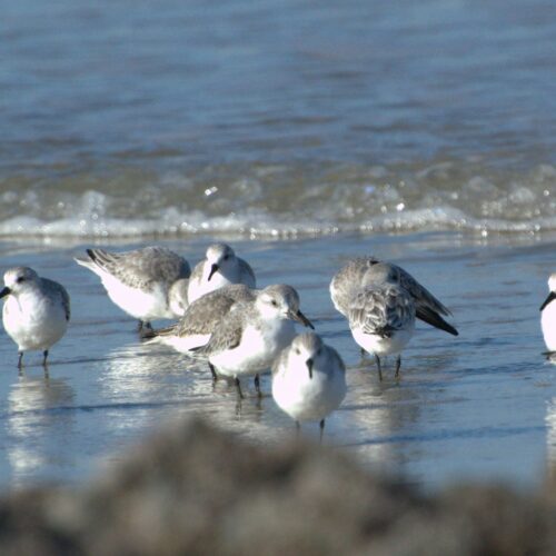 Sortie ornithologique : les Oiseaux du Littoral