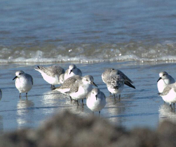 Sortie ornithologique : les Oiseaux du Littoral